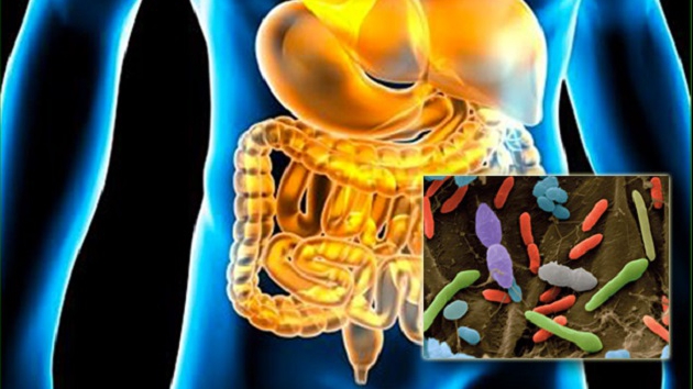 Probioticele naturale, un ajutor din partea naturii pentru sănătatea sistemului digestiv