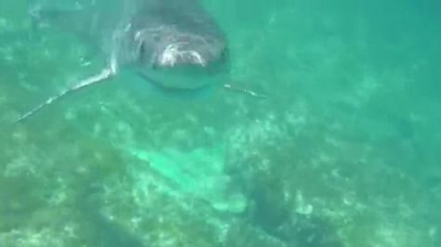 Un rechin de cinci metri s-a apropiat de el. Ce a urmat după este o minune 