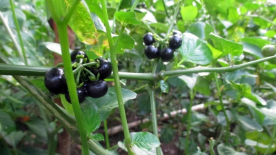 Două surori au mâncat fructe otrăvitoare de foame, la Constanţa. Una dintre ele a murit