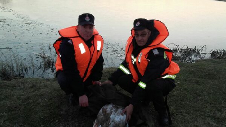 Emoţionant! Pompierii au salvat o lebădă rănită, aflată pe un lac înghețat în Olt 
