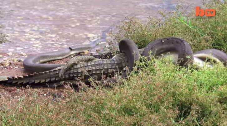 Imagini uluitoare cu un şarpe care mănâncă un crocodil. Cum arăta pitonul la final