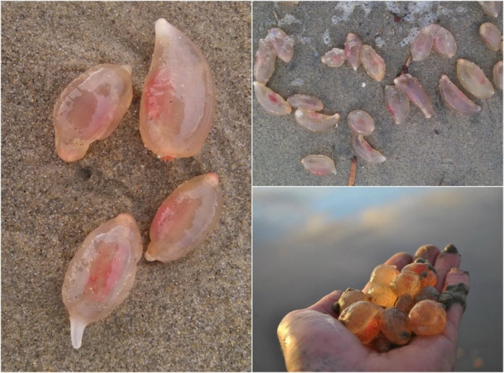 Mii de creaturi bizare au apărut pe plajele din California, ascunse în nisip. Ce sunt, de fapt