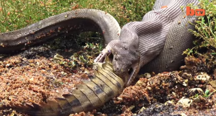 Imagini uluitoare cu un şarpe care mănâncă un crocodil. Cum arăta pitonul la final