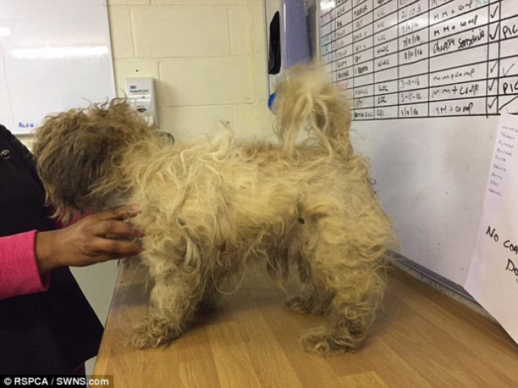 Au găsit un câine într-o stare deplorabilă: abia mai putea merge. Cum s-a transformat