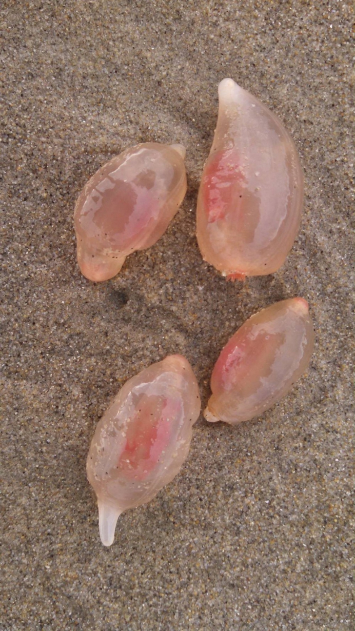 Mii de creaturi bizare au apărut pe plajele din California, ascunse în nisip. Ce sunt, de fapt