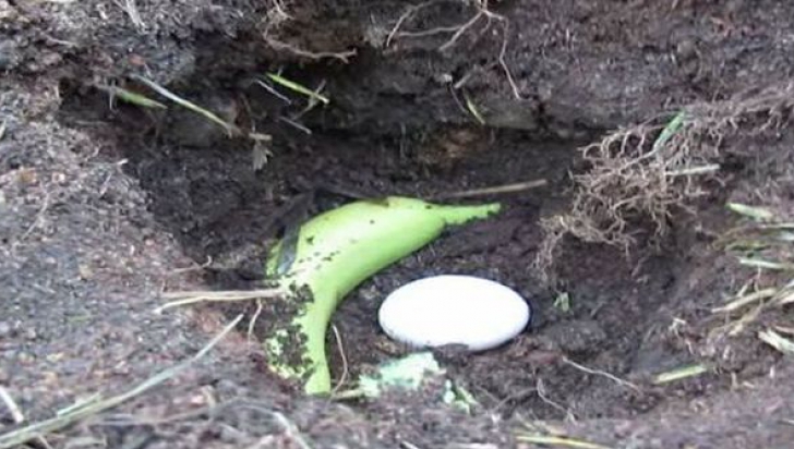 A îngropat un ou şi o banană în pământ. Motivul te va şoca!