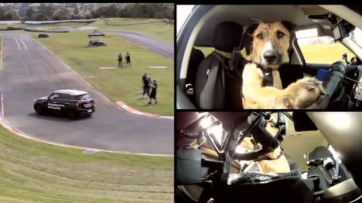 Trei câini din Noua Zeelandă au trecut proba pentru examenul auto 