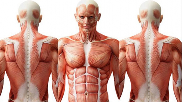 12 lucruri uluitoare despre corpul uman. Câte grupe sanguine există, de fapt