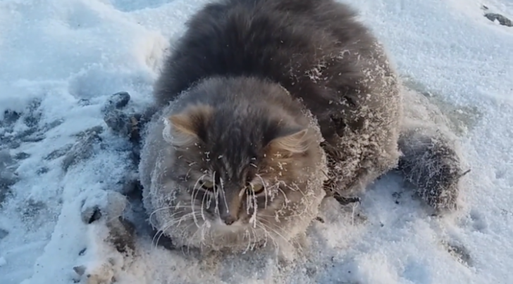 Imagini direct din Rusia. Pisica salvată de la îngheţ 