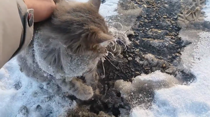 Imagini direct din Rusia. Pisica salvată de la îngheţ 