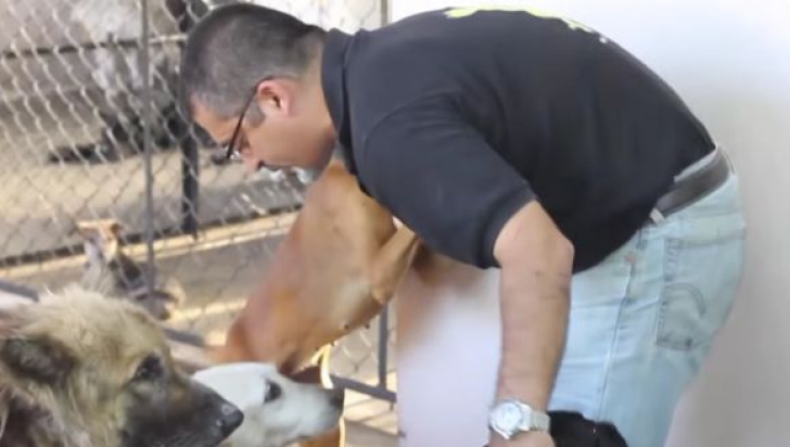 Dacă eşti iubitor de animale trebuie să vezi asta! Ce a făcut un indian cu 735 de câini abandonați 