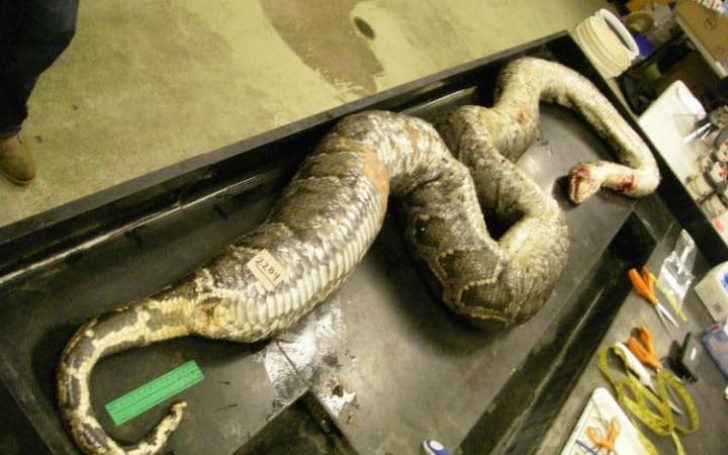 Când au prins șarpele au fost uimiți de umflăturile din stomac. Abia când l-au despicat au înțeles