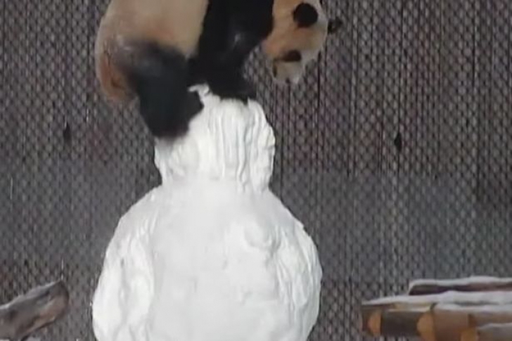 Panda se luptă cu omul de zăpadă. Imagini surprinse de camerele de supraveghere 
