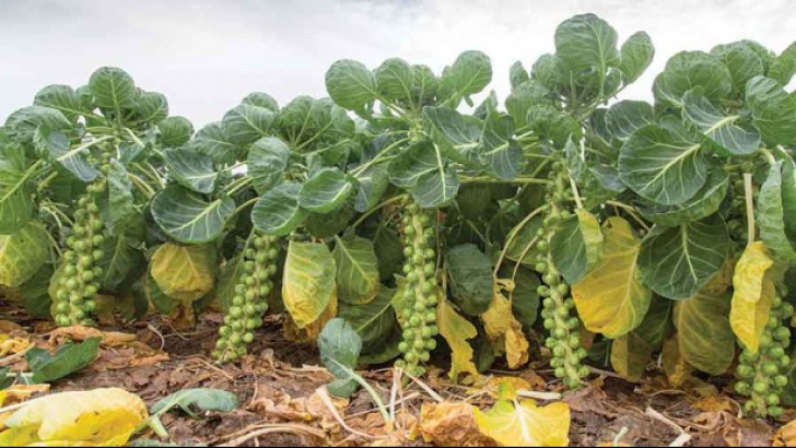 Această legume distruge cancerul. Din păcate, românii nu prea o agreează