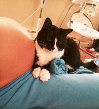 Această pisică s-a "îndrăgostit" de bebelușul din burta mamei. Ce a urmat după naștere e fantastic