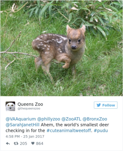 Surpriza de weekend! Cele mai drăguţe 20 de imagini cu animale surprinse la Grădina Zoologică