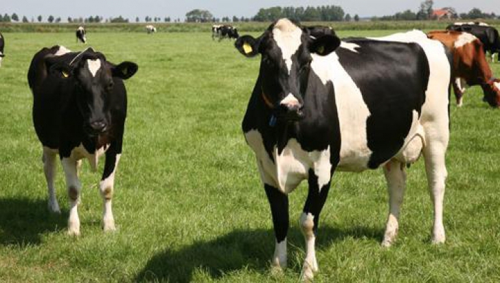 INCREDIBIL Cu ce sunt hrănite cele mai căutate bovine pentru carnea lor