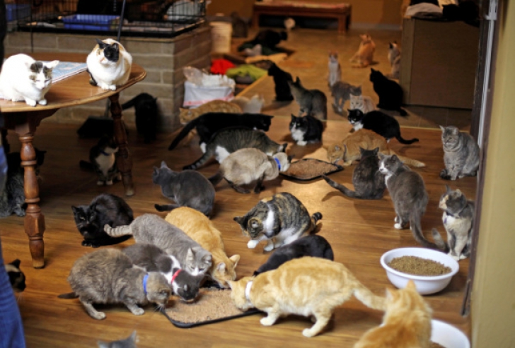 Incredibil! Cum arată casa femeii care locuieşte cu 1.100 de pisici
