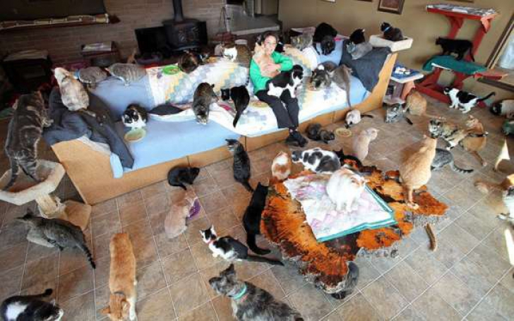 Incredibil! Cum arată casa femeii care locuieşte cu 1.100 de pisici