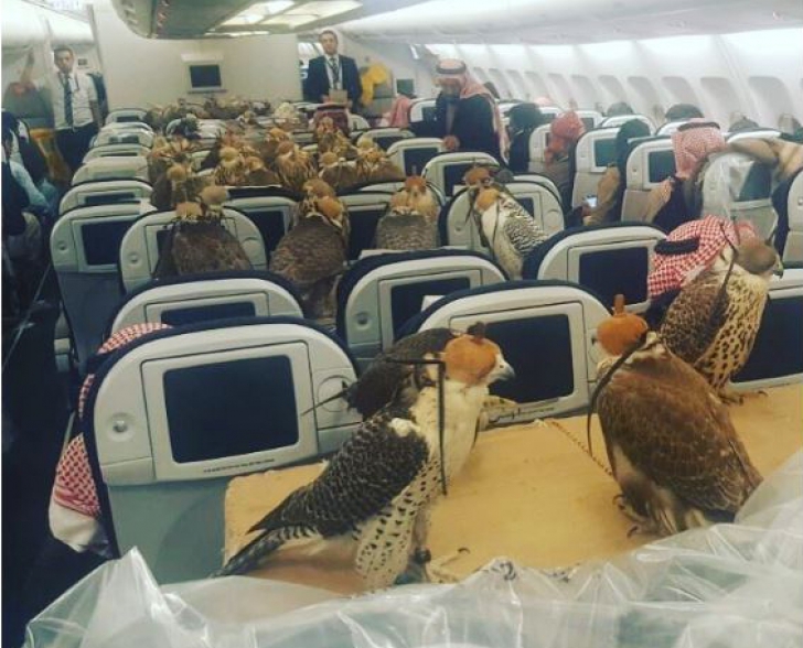 Un pasager și-a luat toate animalele de companie cu el în avion. Imaginea e uluitoare 