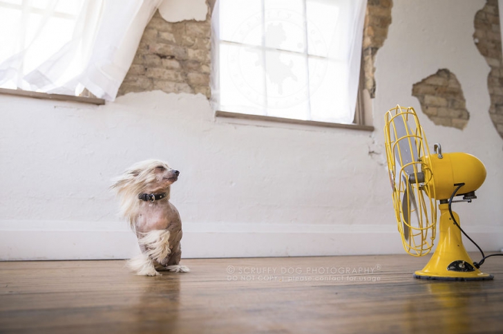 Câini versus ventilatoare. Nu te vei putea opri din râs după ce vei privi aceste imagini