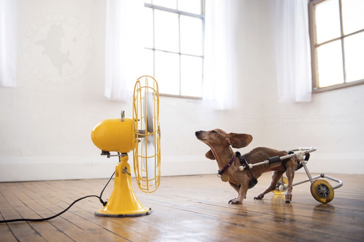 Câini versus ventilatoare. Nu te vei putea opri din râs după ce vei privi aceste imagini