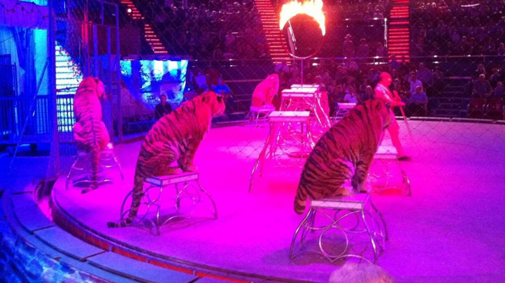 Incendiu puternic la o clădire cu lei și tigri de la Circul Globus din Capitală. 11 animale au murit