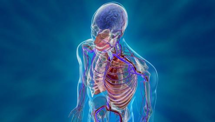 Descoperire şocantă: Un nou organ a fost identificat în corpul uman. Ce rol are?