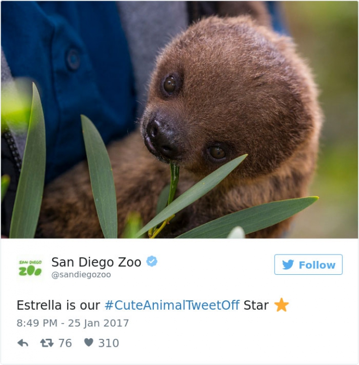 Surpriza de weekend! Cele mai drăguţe 20 de imagini cu animale surprinse la Grădina Zoologică
