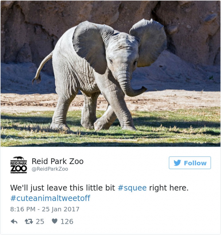 Surpriza de weekend! Cele mai drăguţe 20 de imagini cu animale surprinse la Grădina Zoologică