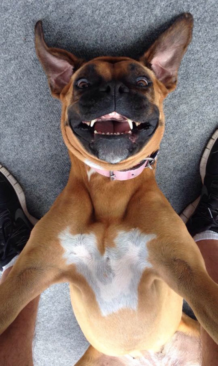 Zece selfie-uri cu animale care te vor face cu siguranţă să zâmbeşti 