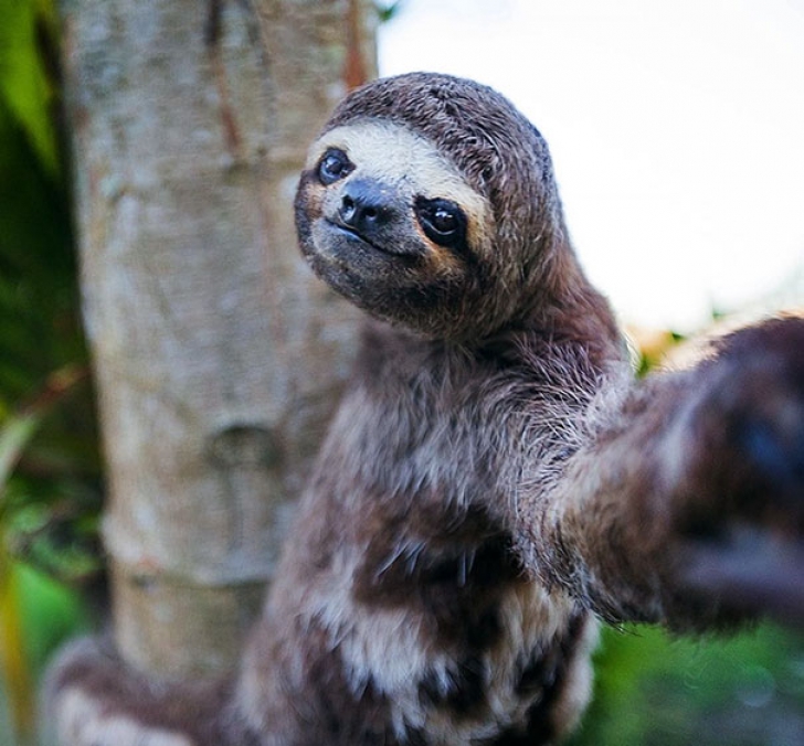 Zece selfie-uri cu animale care te vor face cu siguranţă să zâmbeşti 