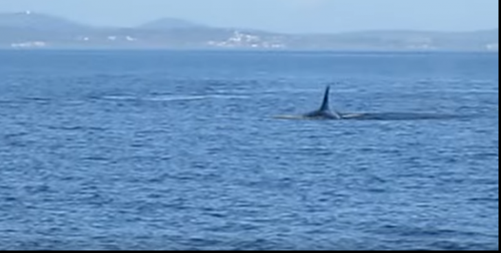 A murit J2. Cercetătorii îi spuneau cu afecțiune ,,Granny''