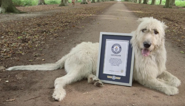 Record mondial înregistrat de un câine din Belgia! Avea cea mai lungă...