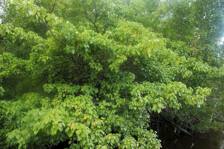Cel mai periculos copac din lume: "ATACĂ" la câţiva metri distanţă şi aerul din jurul său e toxic