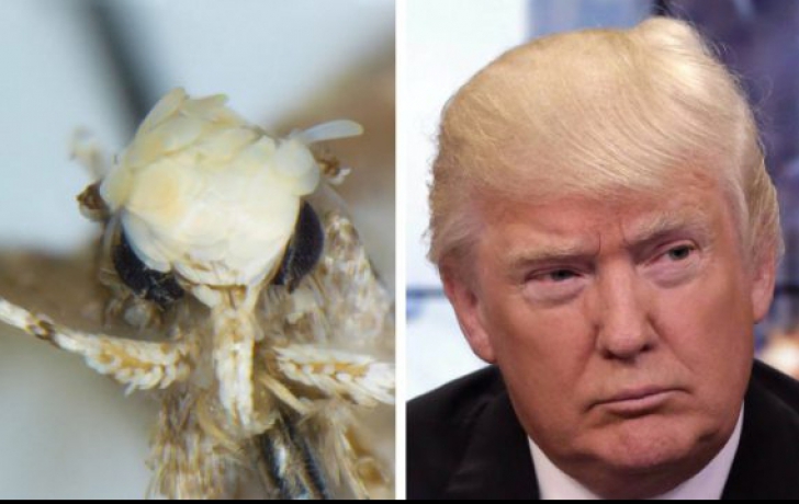 O specie de molie va fi botezată după Donald Trump pentru coafura unică a acestuia