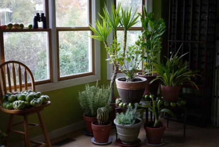Cum să îngrijeşti plantele de apartament pe timp de iarnă