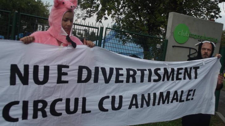Protest în stradă la Cluj-Napoca! Oamenii cer interzicerea spectacolelor de circ în oraş 