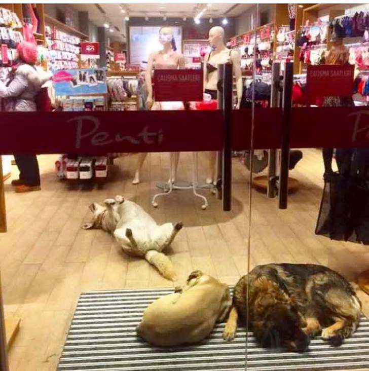 Gest impresionat făcut de patronii unor magazine din Istanbul pentru animalele fără stăpân 