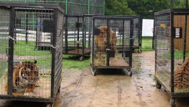 Petiţia pentru interzicerea animalelor la circ, semnată în câteva ore de peste 19.000 de persoane