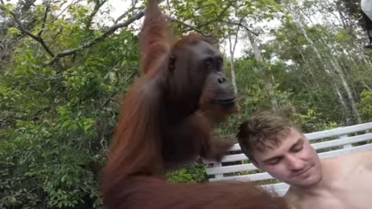 A vrut să facă un selfie cu un urangutan, în prima zi de vacanţă în Indonezia. Cum s-a sfârşit...