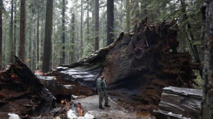 SUA: Furtuna care s-a abătut asupra Californiei a distrus un arbore sequoia legendar