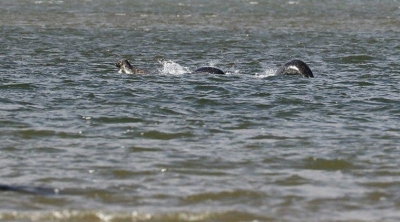 Un bărbat susţine că a fotografiat Monstrul din Loch Ness. Cum arată creatura din lacul scoţian