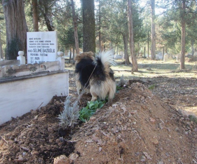 Un câine s-a așezat lângă sicriu. Toți cei prezenți au fost uimiți de ceea ce a urmat