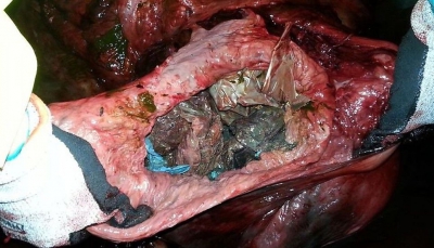 Descoperire înfiorătoare, în stomacul unei balene - FOTO