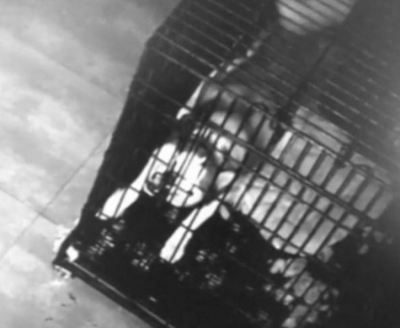 Ca-n desenele animate. Un câine a evadat din cușcă, după care i-a ajutat și pe alții să iasă