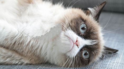 Top 17 cele mai haioase poze cu pisici, din toate timpurile. Sunt vedetele internetului 