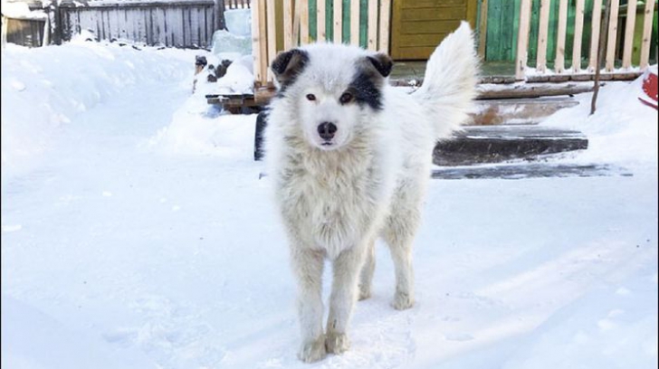 Un câine a salvat viața unui băiețel de doi ani abandonat de mamă