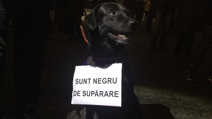 Câine protestatar