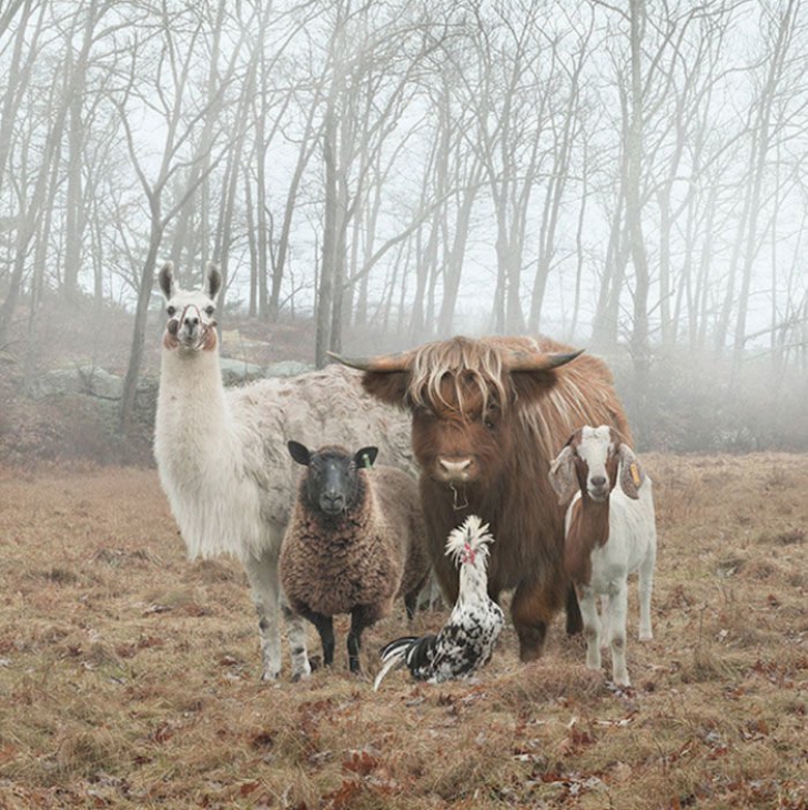 Aceste animale stau la poză de parcă li s-ar face fotografii pentru un album de muzică